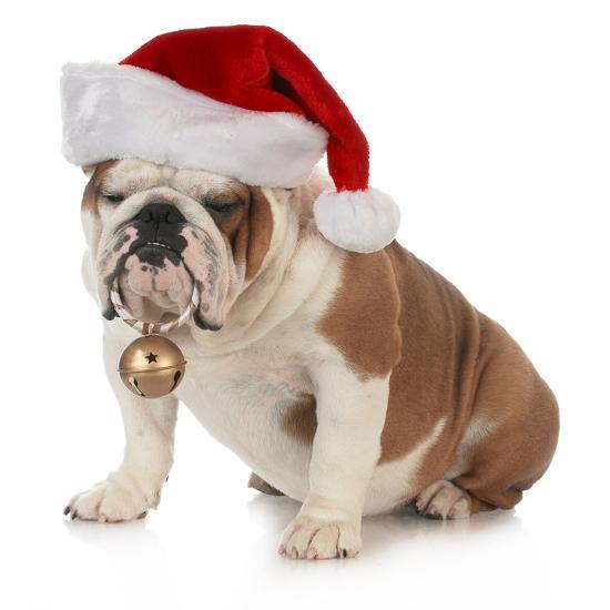 image-1017915-willee-cole-christmas-dog-english-bulldog-wearing-santa-hat-holding-christmas-bell_u-l-q103a060-aab32.jpg