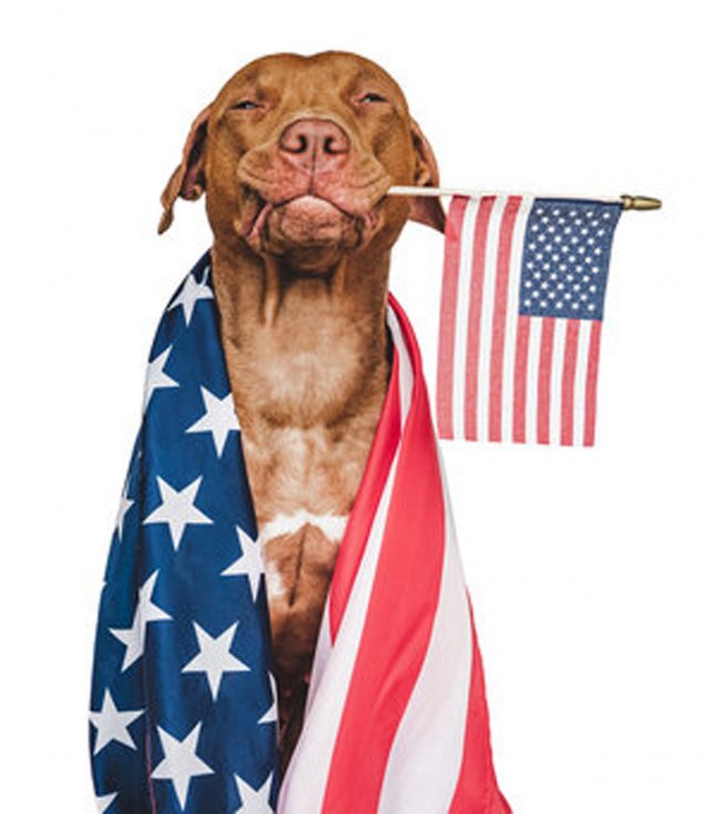 image-1022653-4th_dog-c20ad.w640.jpg
